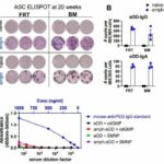 Intranasal vaccination produces potent systemic immunity against HIV and SARS-CoV-2 in animal models