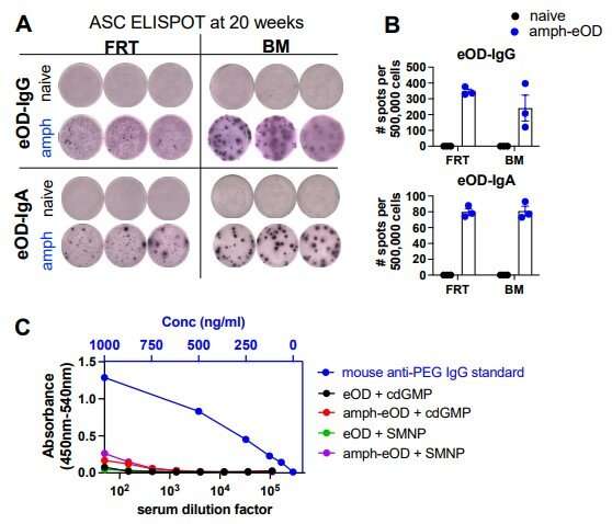 Intranasal vaccination produces potent systemic immunity against HIV and SARS-CoV-2 in animal models