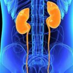 News Picture: Kidneys' Resilience May Depend on Your Gender, Study Finds