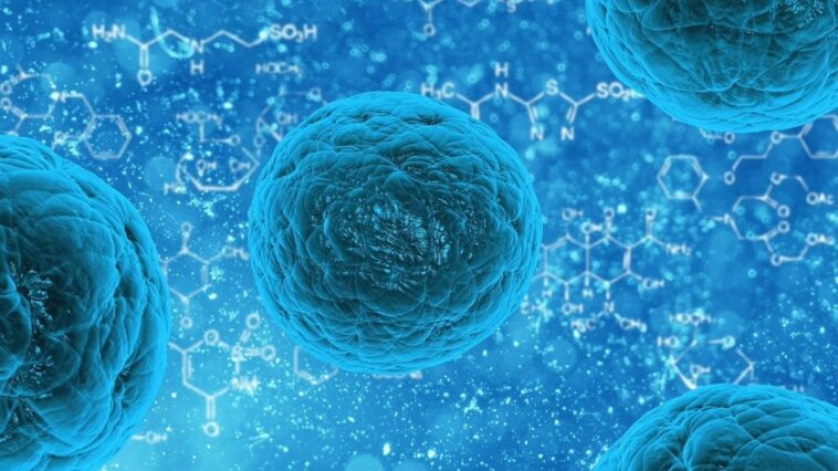 Life-Saving Stem Cells Can Be Regrown in Damaged Umbilical Cord, Claims Study