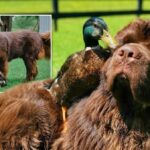 Pictures of a dog and duck who are best mates