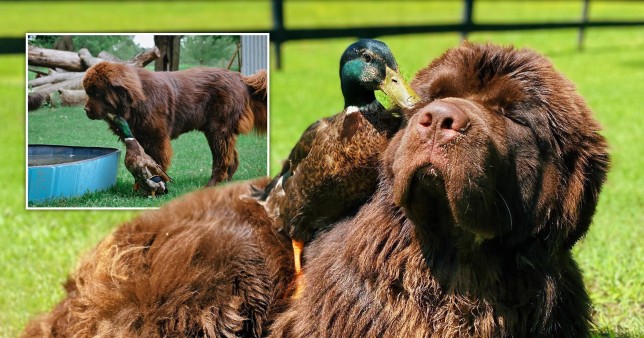 Pictures of a dog and duck who are best mates