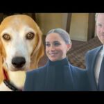 Meghan Markle and Prince Harry Adopt a Senior Rescue Beagle