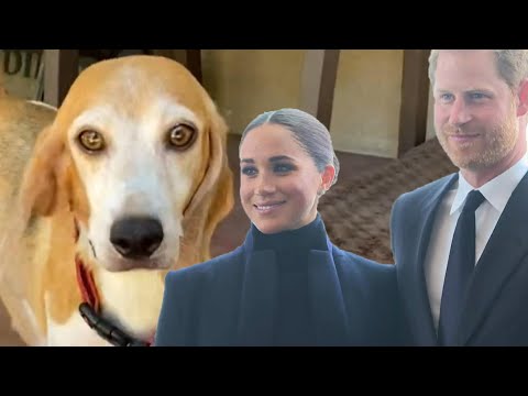 Meghan Markle and Prince Harry Adopt a Senior Rescue Beagle