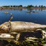 Mysterious mass fish kill in River Oder: Climate change or poison?