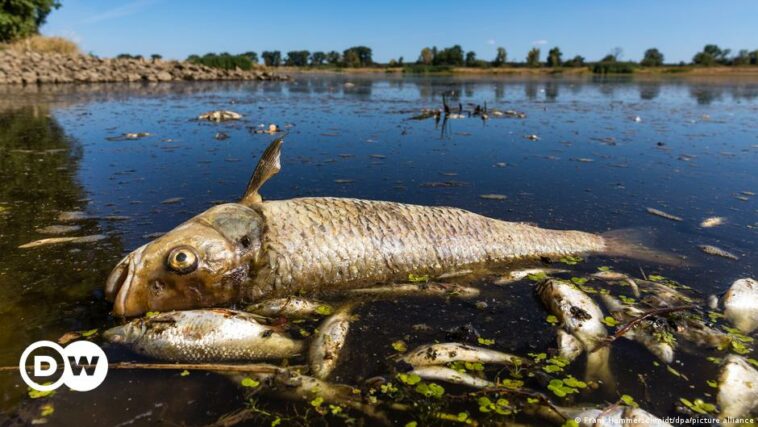 Mysterious mass fish kill in River Oder: Climate change or poison?