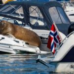 Norway euthanizes Freya — the walrus that drew crowds