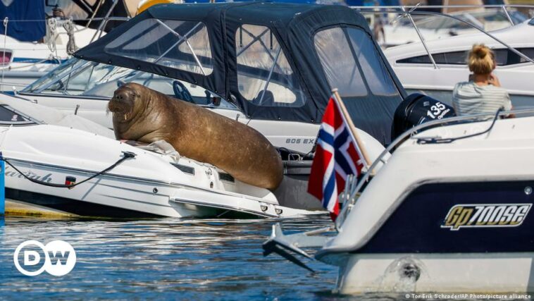 Norway euthanizes Freya — the walrus that drew crowds