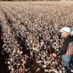 Optimising Sustainable Cotton Production for Fashion Businesses