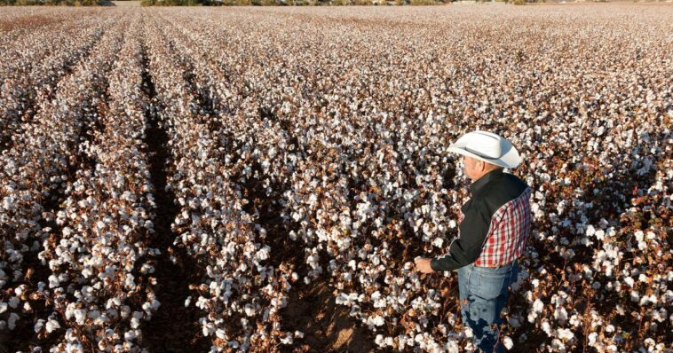 Optimising Sustainable Cotton Production for Fashion Businesses