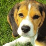 beagle-puppy