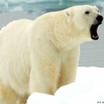 Polar bear killed after hurting French tourist in Norway