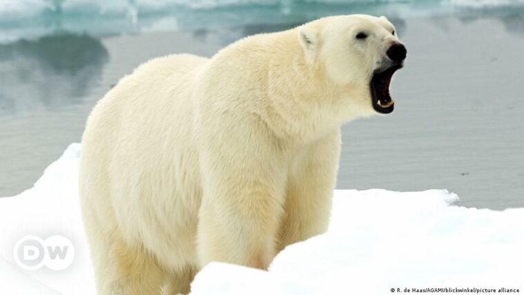 Polar bear killed after hurting French tourist in Norway