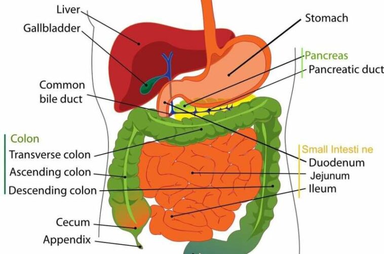 pancreas