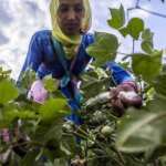 cotton yields