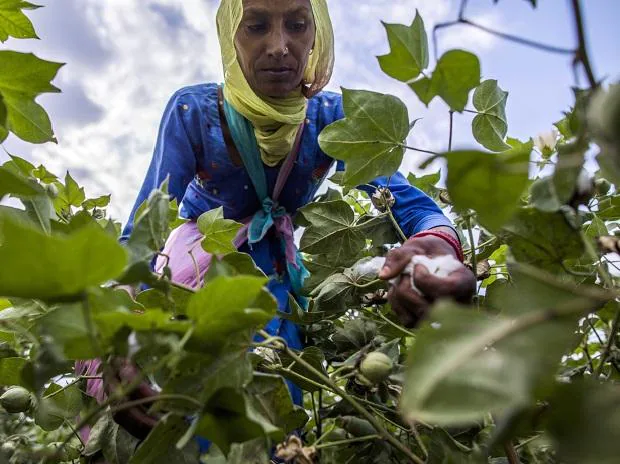 cotton yields