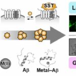 KAIST Research Team Proves How Neurotransmitter may be Key in Controlling Alzheimer's Toxicity