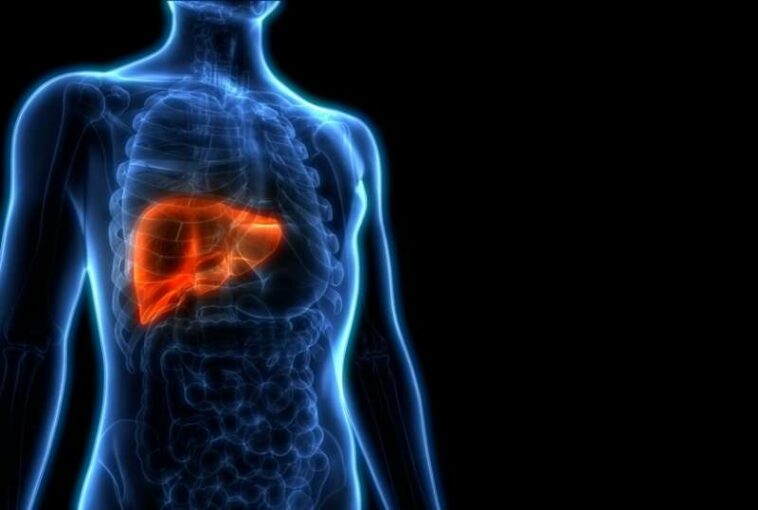 Researchers identify the target of immune attacks on liver cells in metabolic disorders