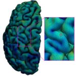 Cerebral Cortex of Developing Human Brain Mapped Using High-Quality MRI Scan Data