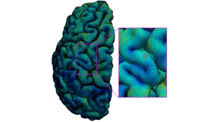 Cerebral Cortex of Developing Human Brain Mapped Using High-Quality MRI Scan Data