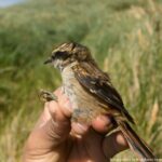 Scientists find new bird species in untouched outpost of South America