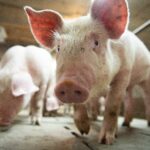 A new technique can revive the cells and organs of pigs an hour after death, offering hope for future human organ donations