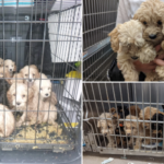 Pictures of the 20 abandoned puppies