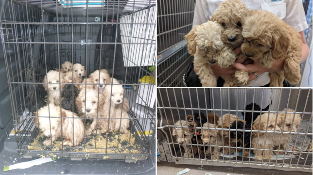 Pictures of the 20 abandoned puppies