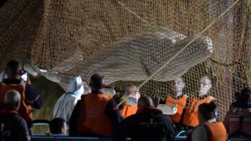 Stranded beluga whale rescued from Seine in northern France