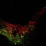 Many paths are open to neurons born early