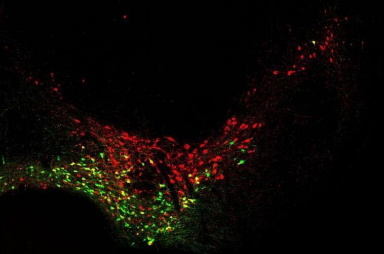 Many paths are open to neurons born early