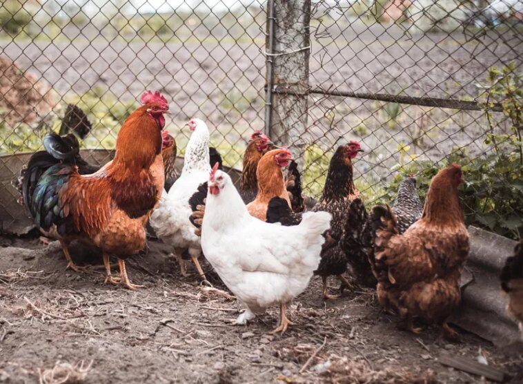 News Picture: USDA Gets Tough on Salmonella in Breaded Chicken Products