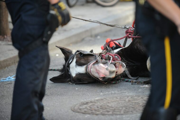 Video Of Carriage Horse Collapsing In NYC Heat Sparks 'Animal Abuse' Outrage