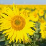 Sunflower growing in field