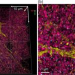 A comprehensive status report on optical imaging methods for brain science