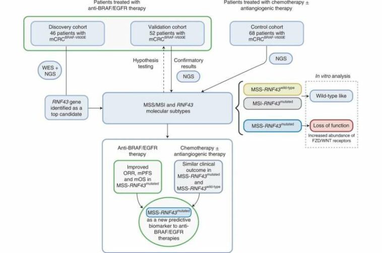 VHIO-led study unveils predictive biomarker of response to therapy in patients with microsatellite stable BRAFV600E metastatic c