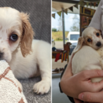 Pictures of the adorable cocker spaniel puppy dumped in a bin for being born with a deformed leg