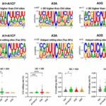 COVID-19 mutations accelerated by virus-fighting enzyme in human cells, according to new research