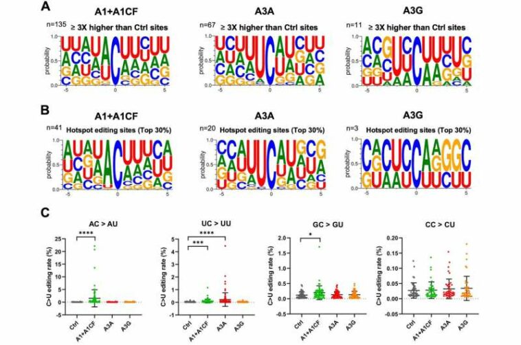 COVID-19 mutations accelerated by virus-fighting enzyme in human cells, according to new research