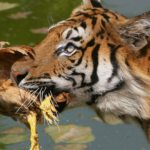 Chinese park pleads for live chickens to stop tigers starving in lockdown