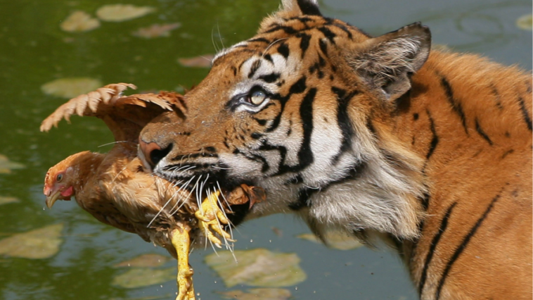 Chinese park pleads for live chickens to stop tigers starving in lockdown