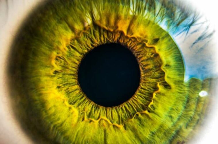 retina