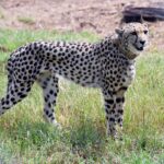 India welcomes back cheetahs, 70 years after local extinction