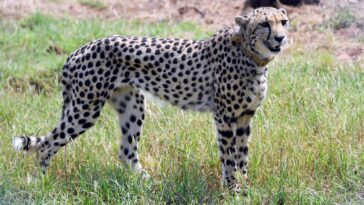 India welcomes back cheetahs, 70 years after local extinction