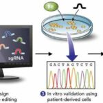 New UCI-led report illustrates potential of precision genome editing in treating inherited retinal diseases