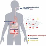 Phenylalanine degrading enzymes-displayed probiotics are more effective live biotherapeutic for phenylketonuria