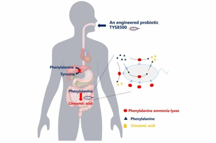 Phenylalanine degrading enzymes-displayed probiotics are more effective live biotherapeutic for phenylketonuria