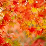 Autumn leaves in red, yellow and brown