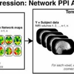 Reward enhances connectivity between the ventral striatum and the default mode network