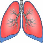 lungs